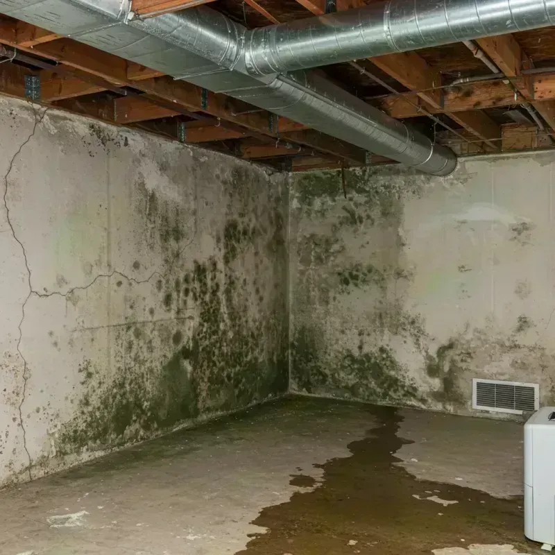 Professional Mold Removal in Bloomingdale, IL